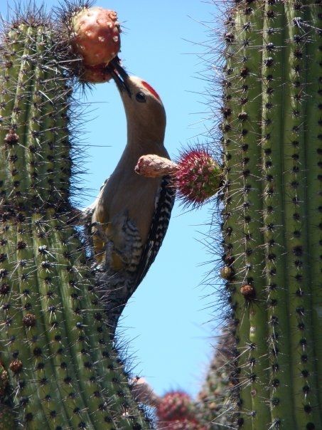 A red headed Gila Woodpecker feeding at a cactus flower