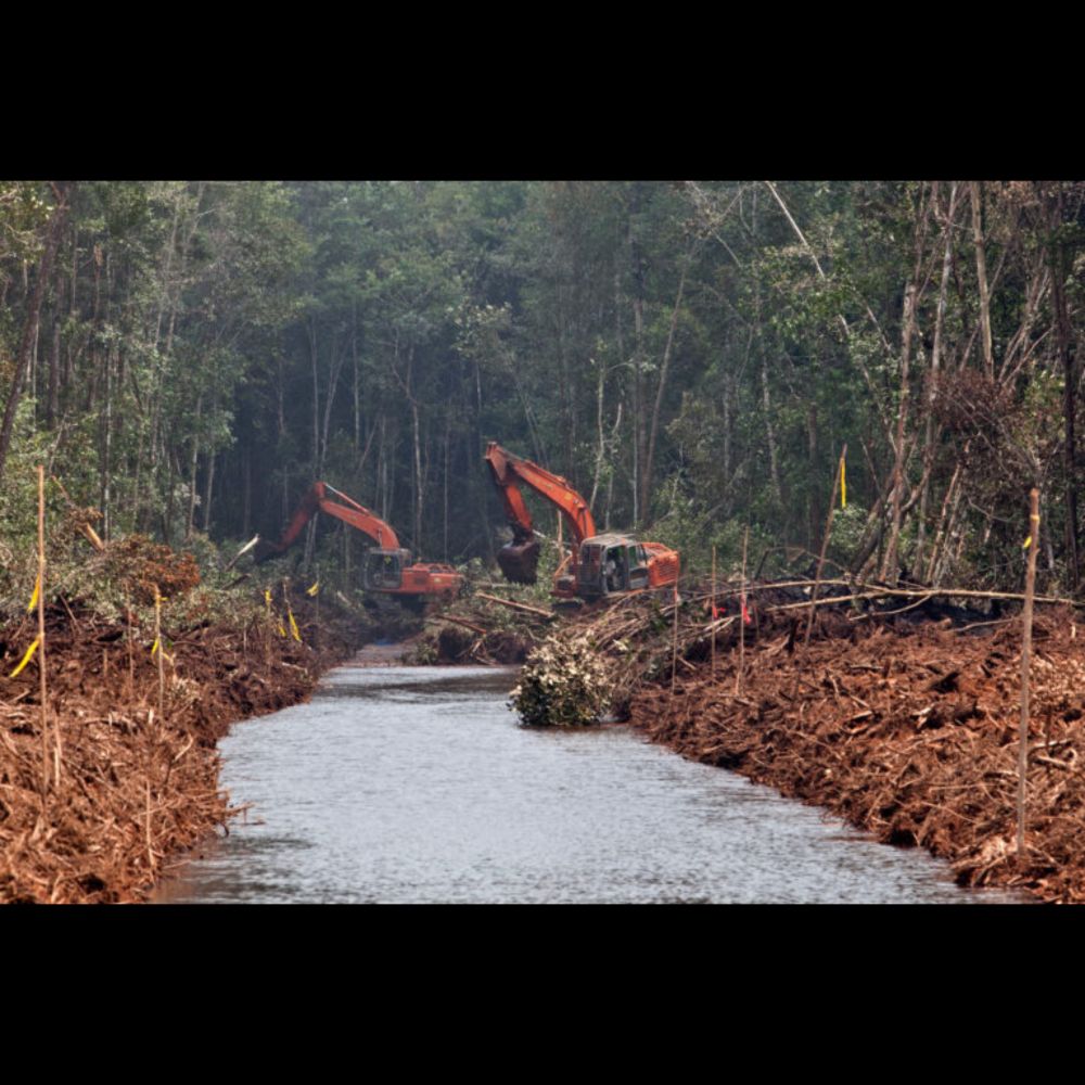 Report alleges APP continues deforestation 10 years after pledge to stop