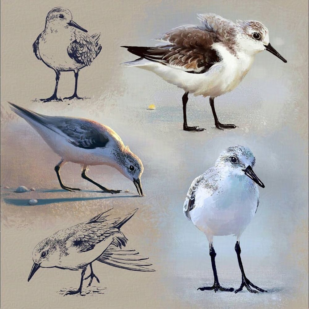 Five digital studies of sanderlings - two drawings and three paintings.