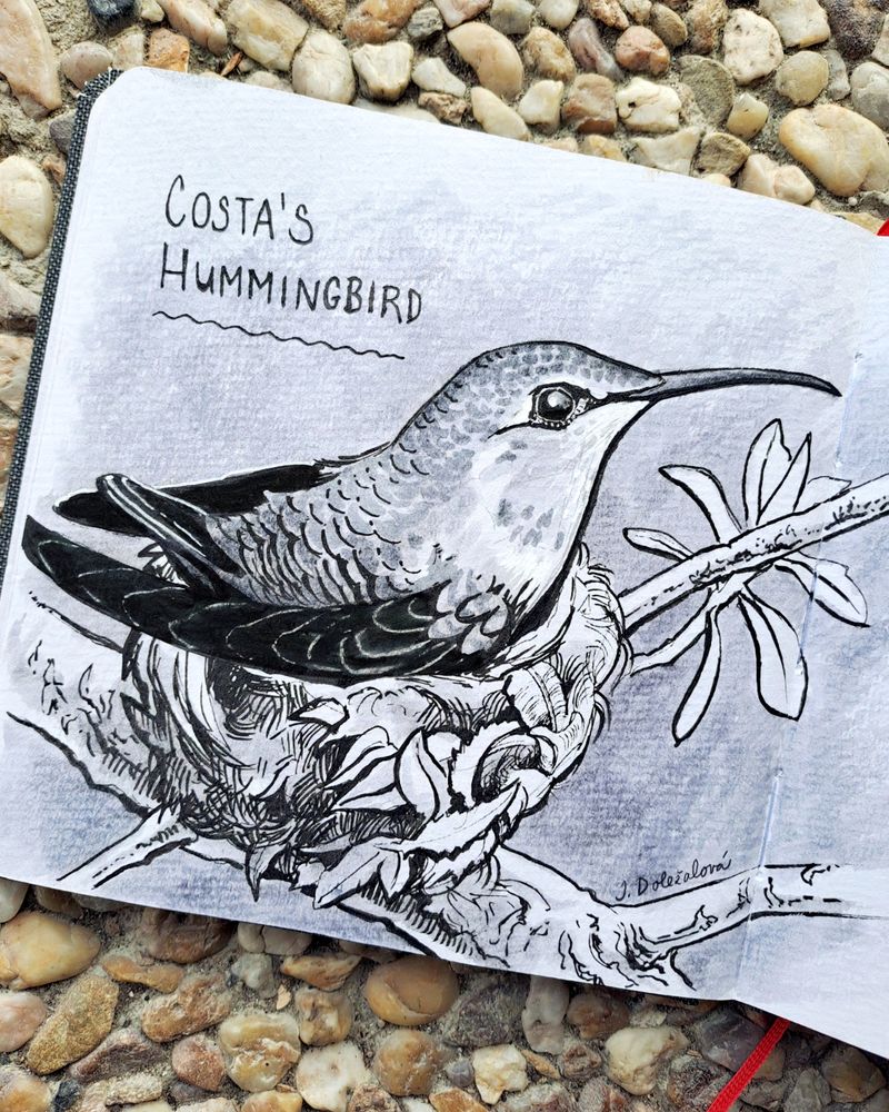 Black and white marker drawing of a Costa's Hummingbird