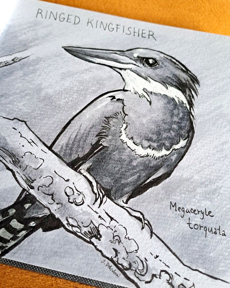 Black and white marker drawing of a Ringed Kingfisher