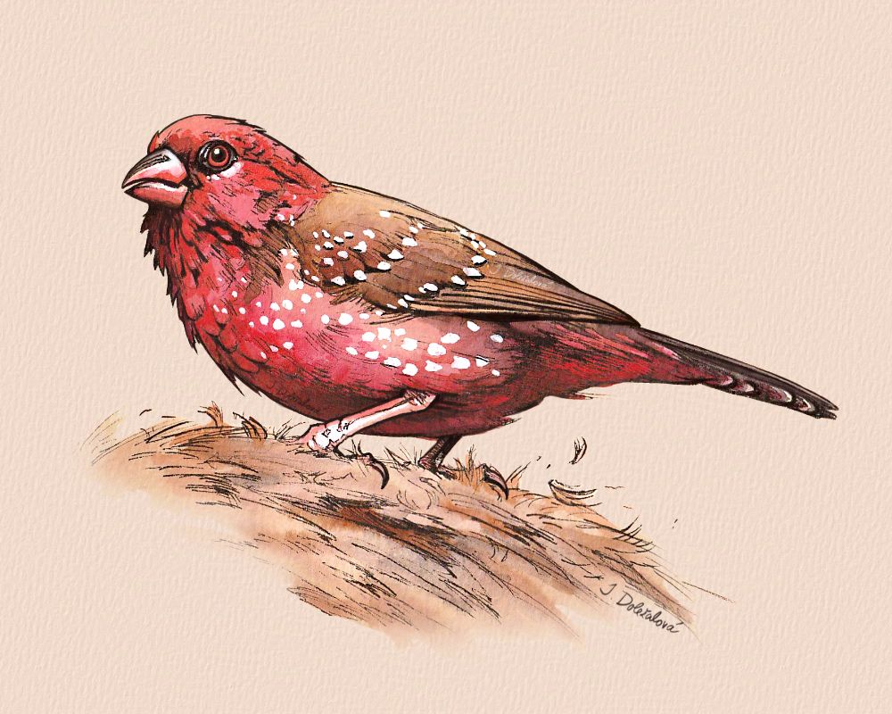 An ink and watercolor illustration of a strawberry finch, seen from a side.