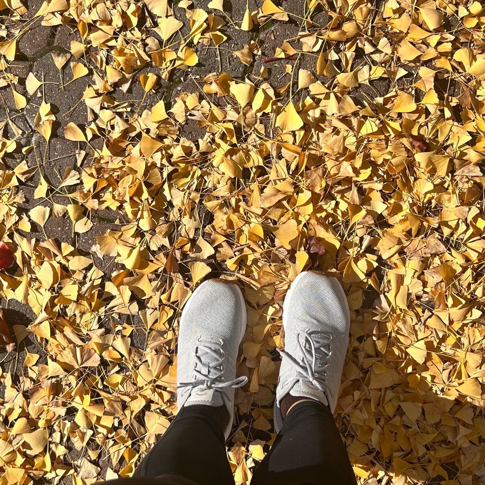 Standing on a fallen pile of yellow gingko leaves.