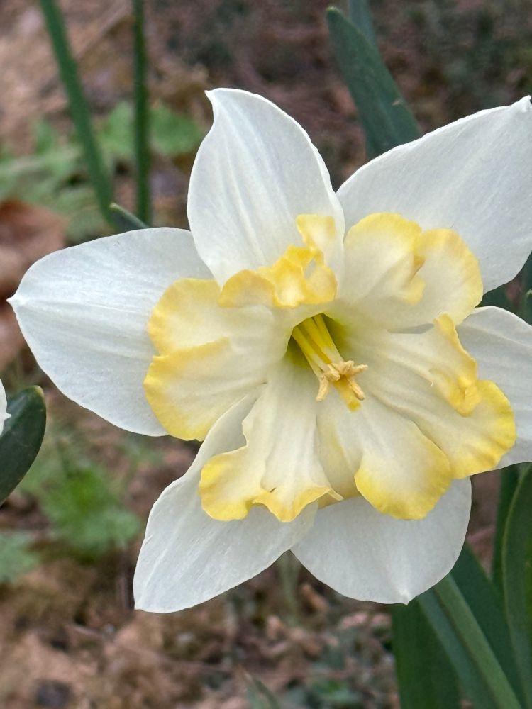 White daffodil with a frilly light yellow center edged in a darker yellow. 
