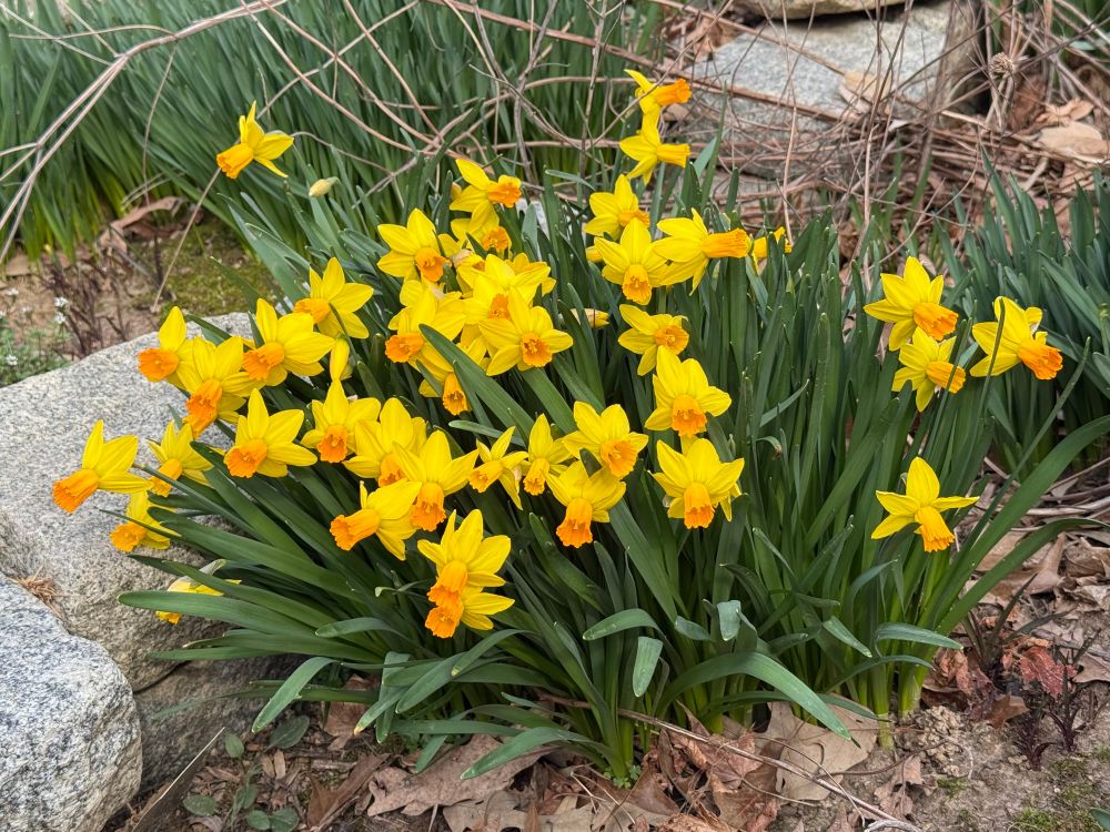 A clump of sweet little daffodils