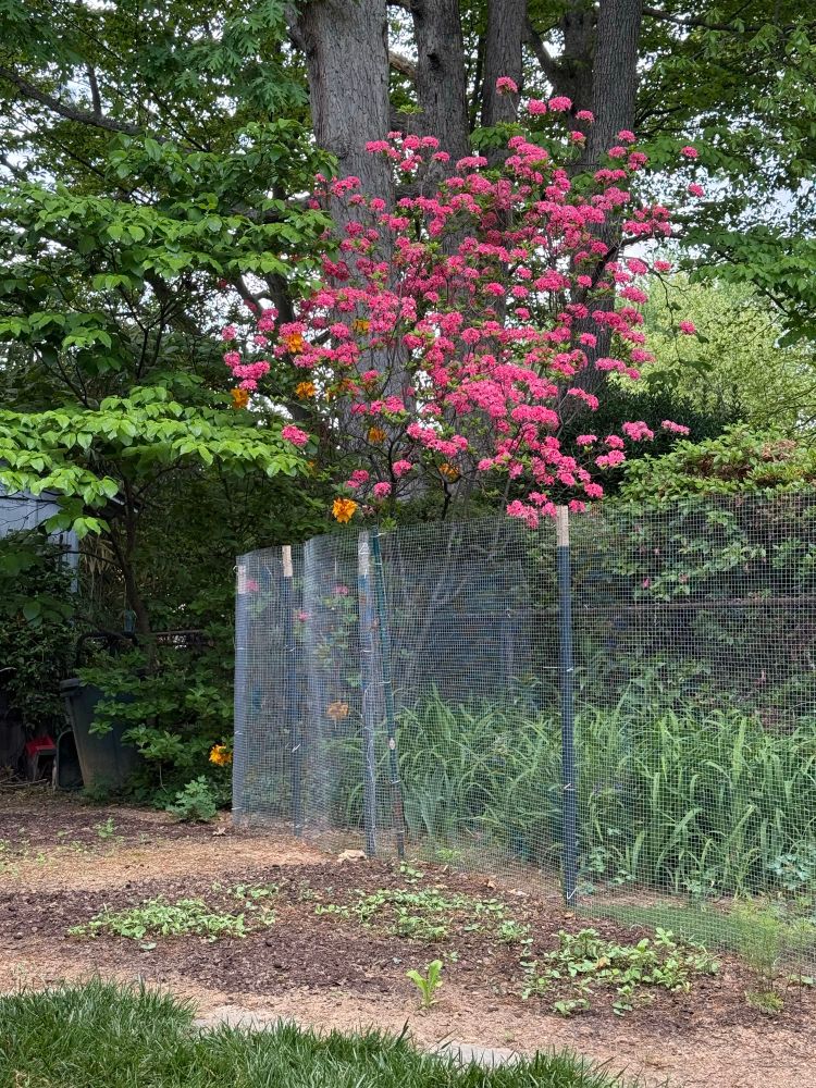 Deciduous azalea- there is a pink one in front and an orange one behind it. 