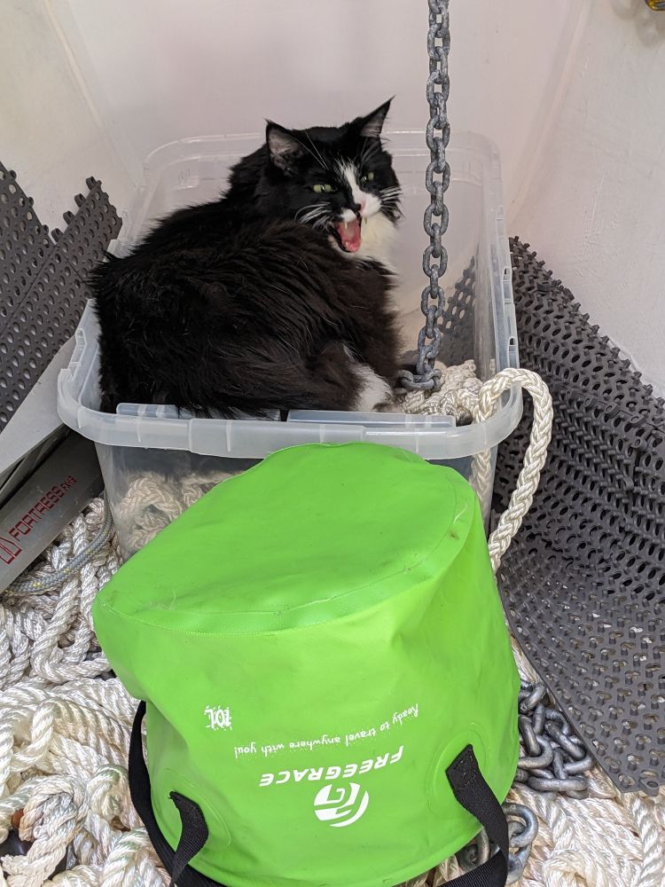 Tuxedo cat sitting in a plastic container that contains the anchor chain in a sailboat, screaming 