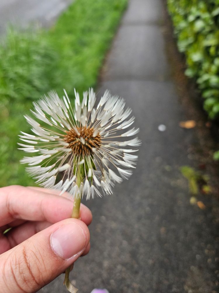 Dandelion 