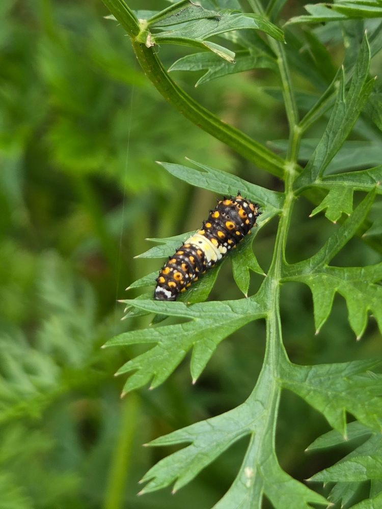 Bumpy, black swallowtail caterpillar with orange knobs and a cream saddle eats a carrot leaf.