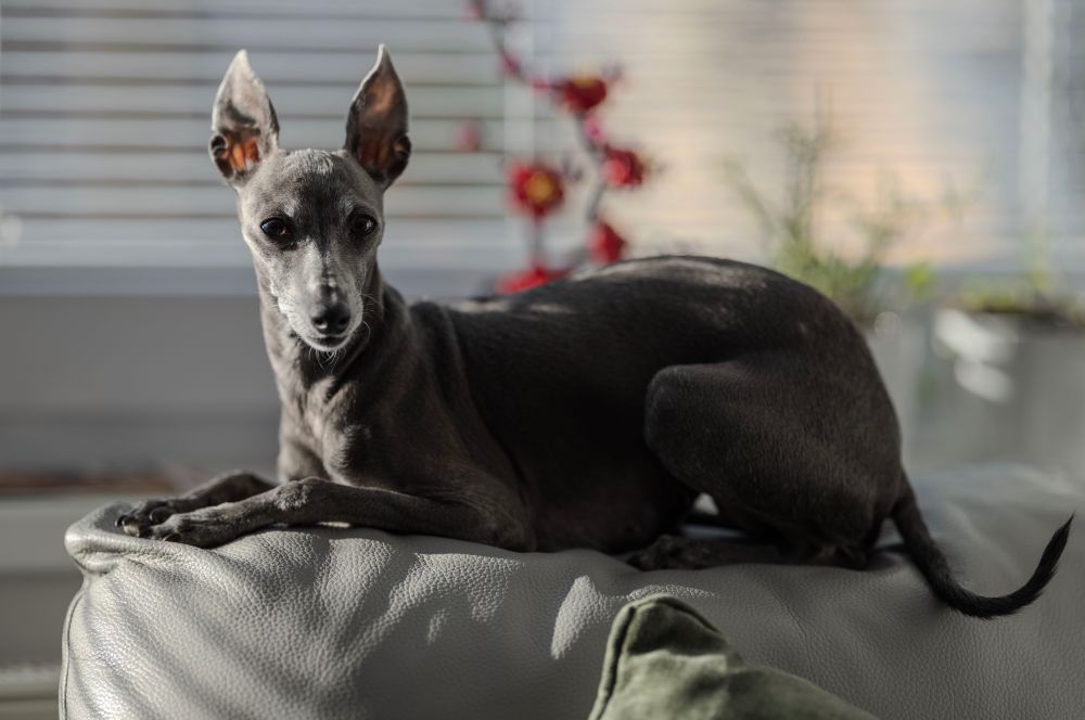 Italian greyhound Charlotte sitting on top of sofa next to window, with sunlight shining from left and back. She is looking into the camera with ears pointed up in the alert position.