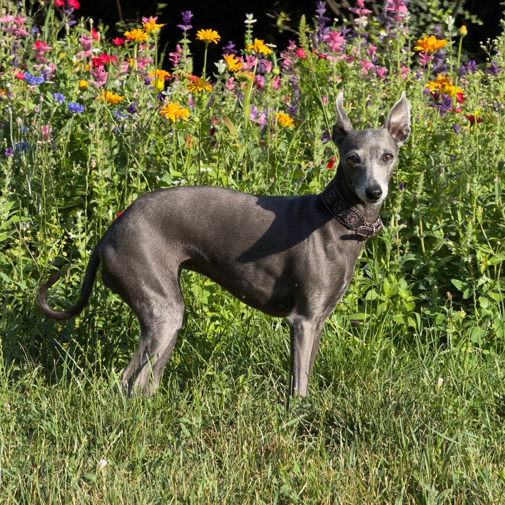 It's an Italian greyhound named Charlotte, not a cat. She is standing in grass with beautiful flowers in back and looking into camera.