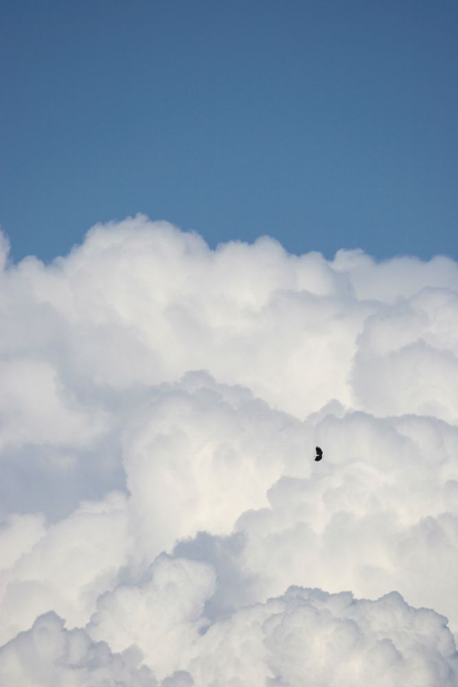 An African Fish Eagle (Haliaeetus vocifer) dwarfed by the huge cumulonimbus clouds forming over Lake Malawi. Malawi 2005. 