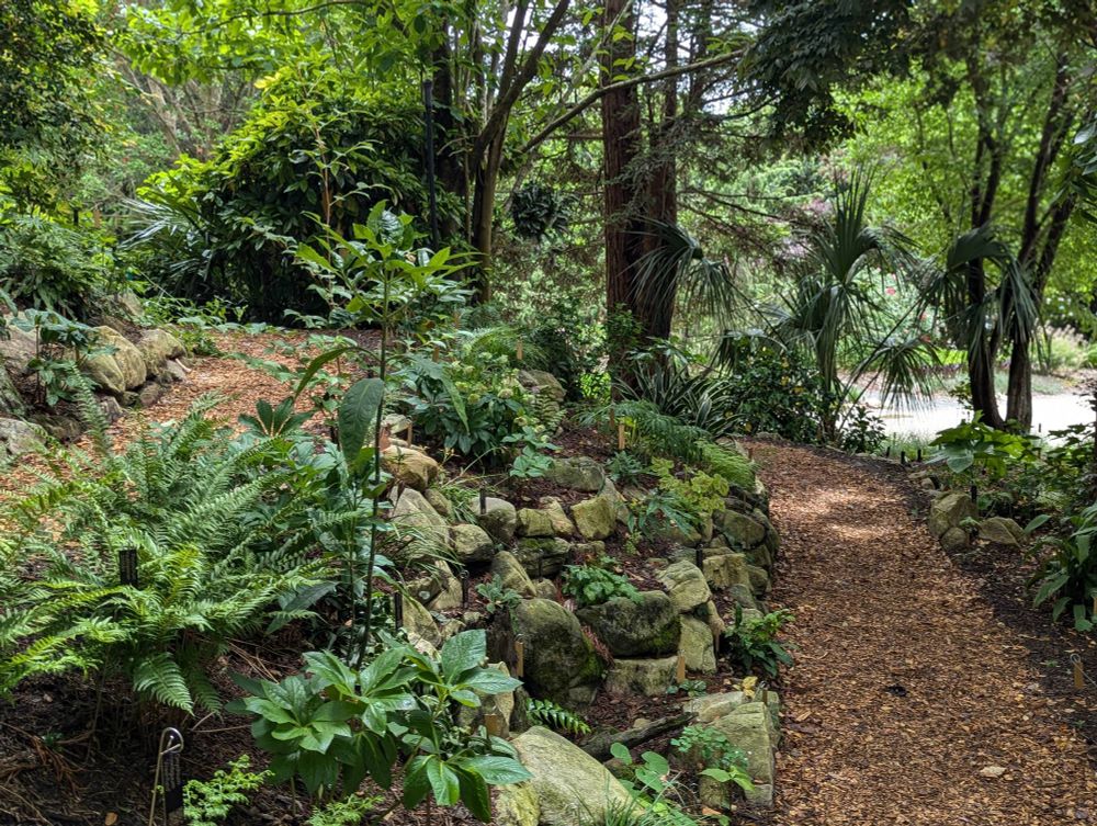 A winding wood chip path through dense walls of ferns and other plants