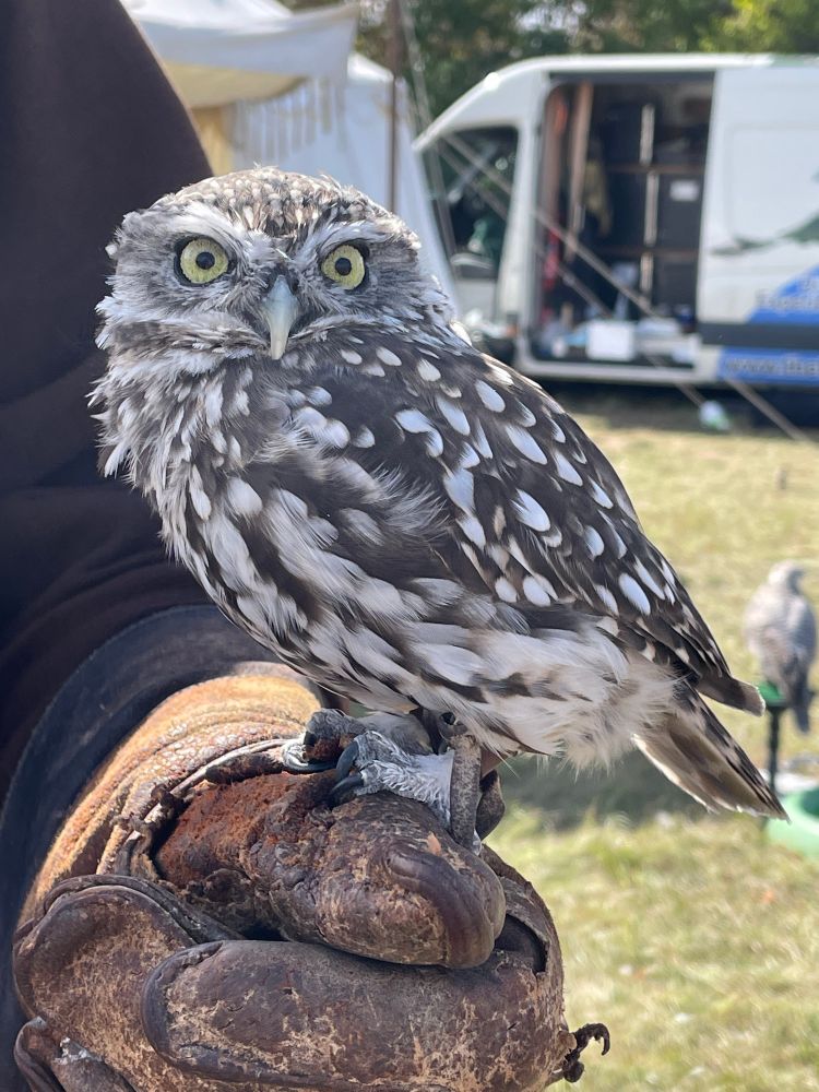 A Little Owl on a falconer’s glove, facing left with his head turned towards the camera. He looks like he’s going to start having a big grump about something. So much fury in such a small boy.