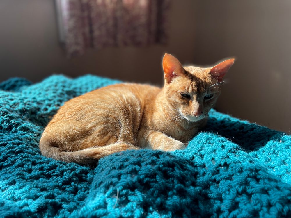 Elsa, a ginger Siamese cross, being dozy in a sunbeam. She’s lying on a teal crocheted blanket on my bed. Her enormous ears are backlit.