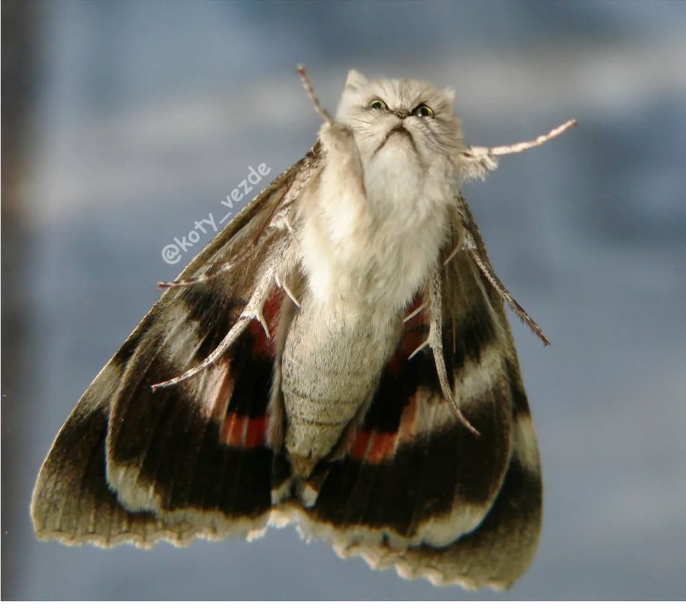 A cat-moth hybrid. A large fuzzy moth, with a white body & legs, and white, red & dark brown wings, has the head of a very annoyed Persian cat. We are looking up from underneath the creature. The artist’s Instagram handle is @koty_vezde.