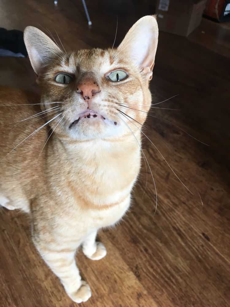 A ginger tabby cat, Elsa, is standing on a wooden floor. She is looking up with her mouth slightly open, which shows her freckly lips. Her expression can best be described as “wtf”.