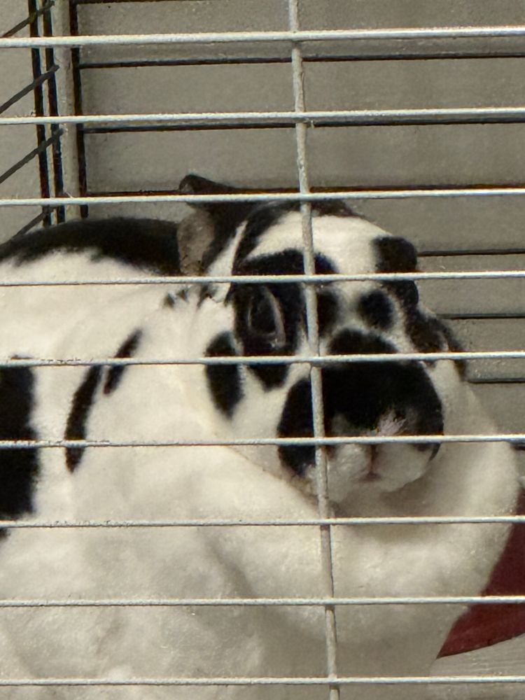 My black and white spotted rex bunny named “Cuddles” sitting behind the bars of his cage, with a red food bowl behind him. Cuddles is sitting down, with both of his ears behind his head. He is staring blankly with a thoughtless expression, not a care in the world.