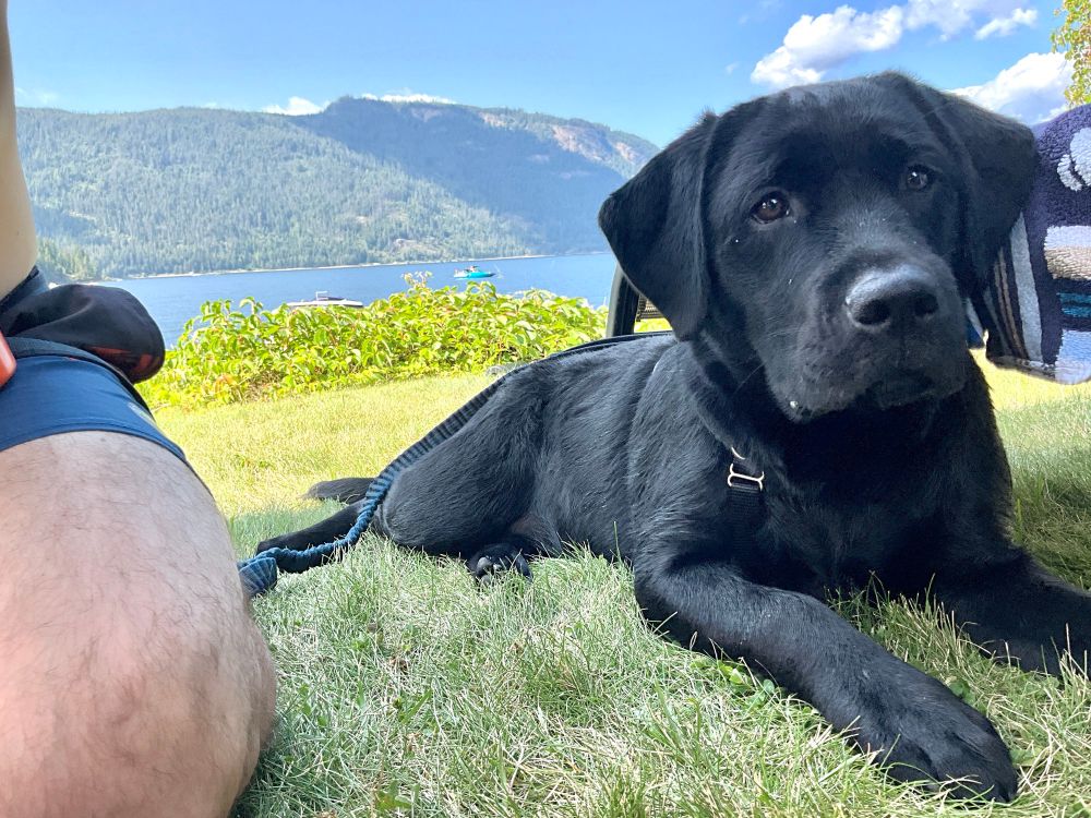 black lab in the sunshine at the beach