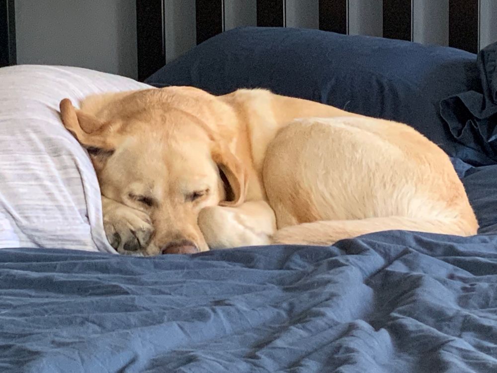 Yellow lab sleeping with pillow curled up