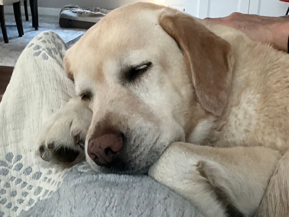 yellow lab sleeping