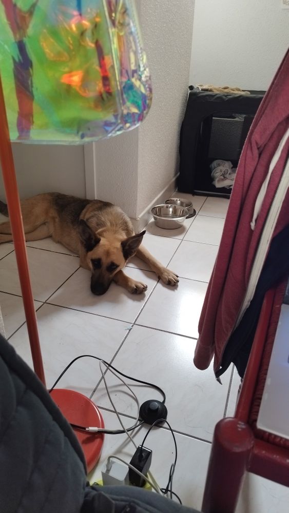 Sarabi posée près de son coin panier/gamelle qui me regarde