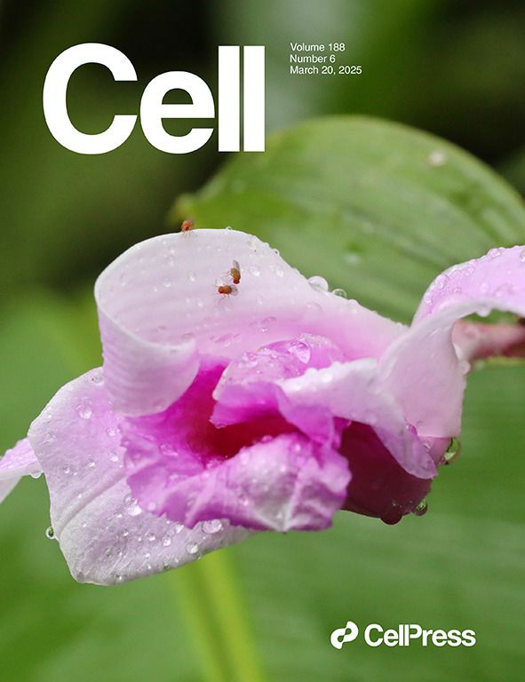 Macrophotography of a pink flower in the center on a green background. Three Drosophila flies are on the flower, two of which interact with one another