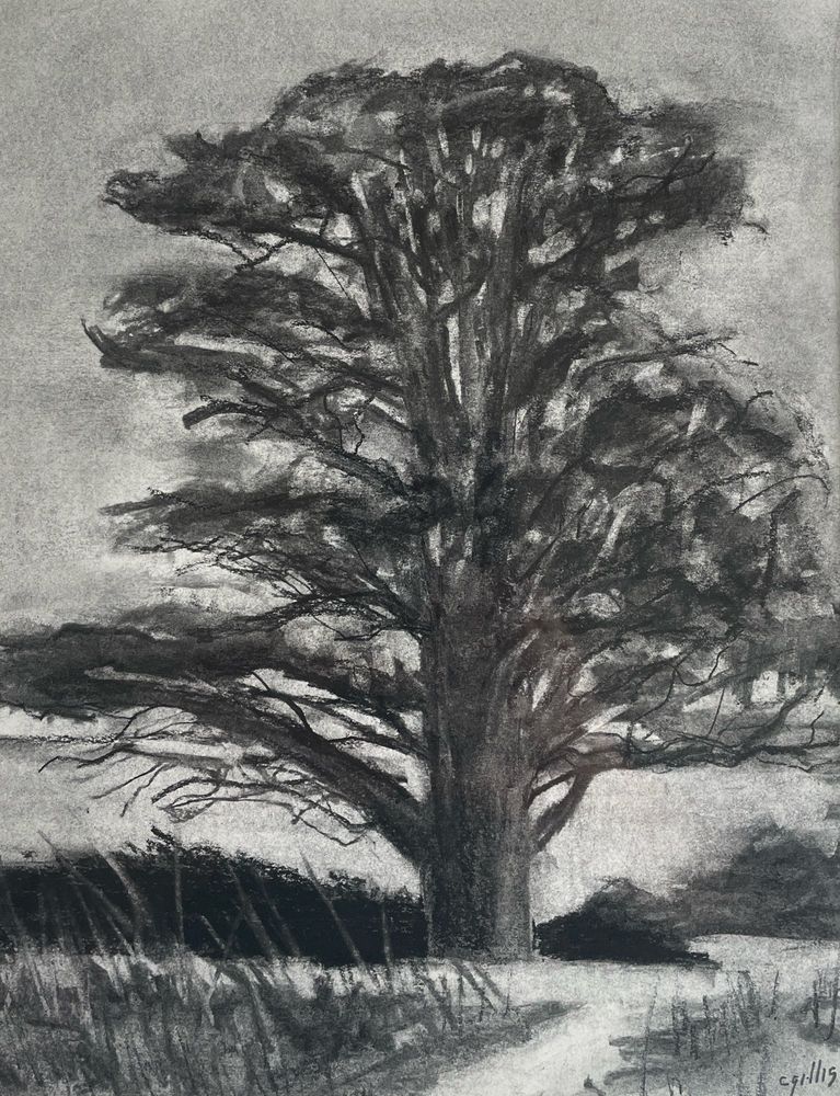 Hog Island, Cedar Tree