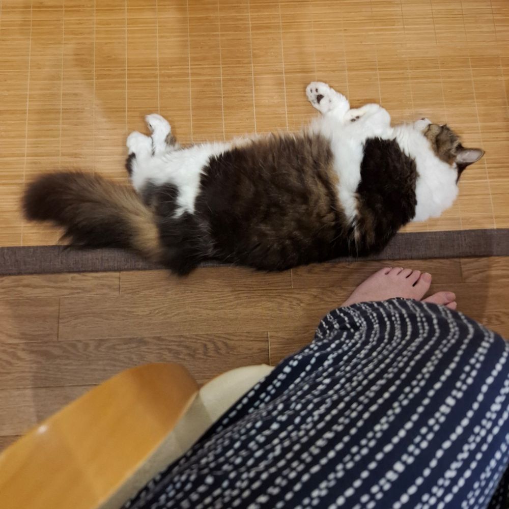 につけの足元にまっすぐ転がっている猫①