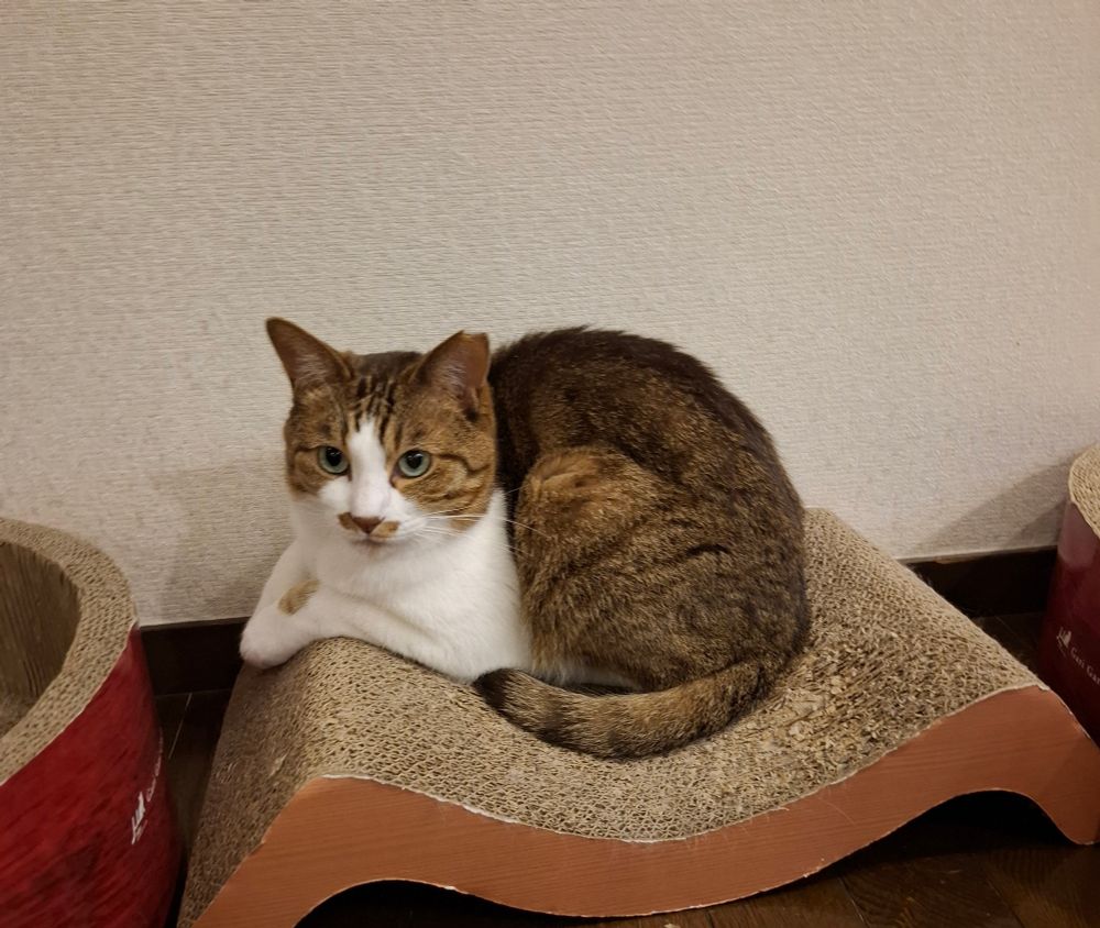M字の爪とぎに前足を揃えて座っている猫