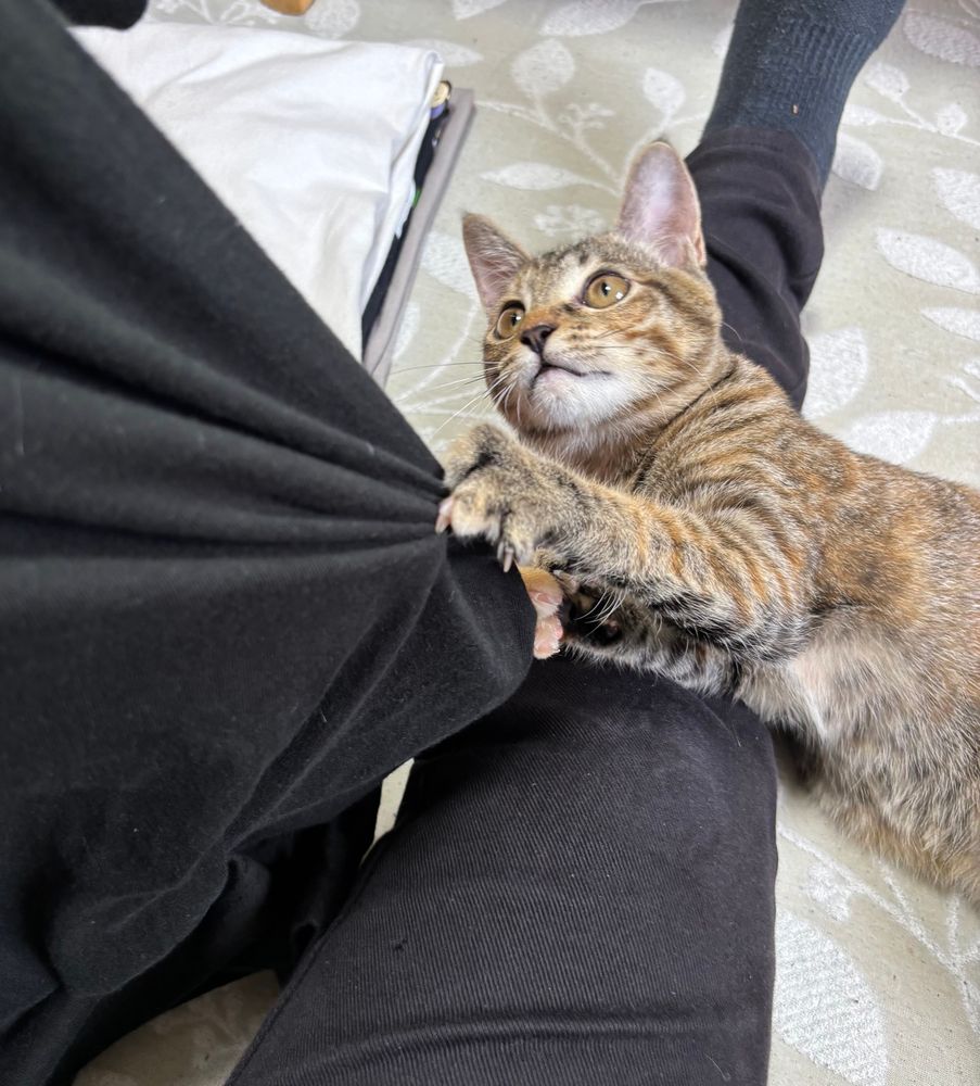 衣替えしようとTシャツ畳んでたら飛んできて戯れて離してくれない子猫