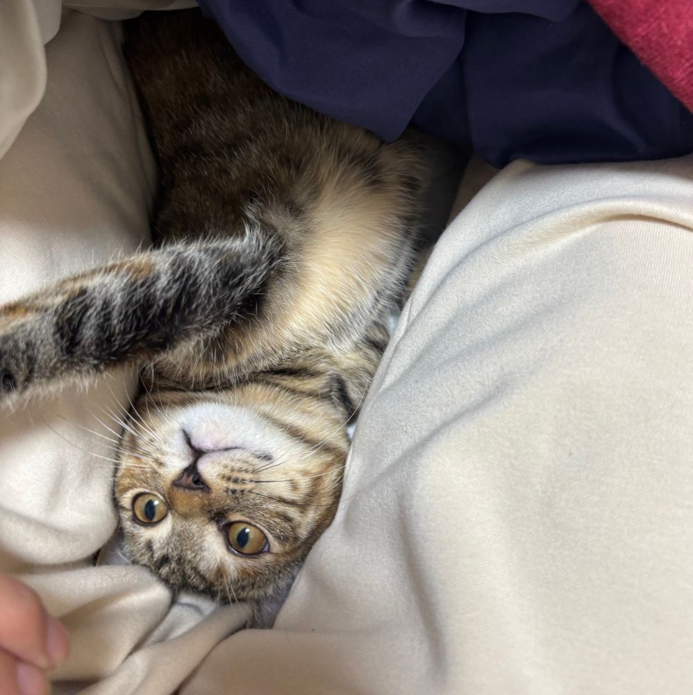 布団の中で私の手を捕まえようとして手を伸ばしている子猫