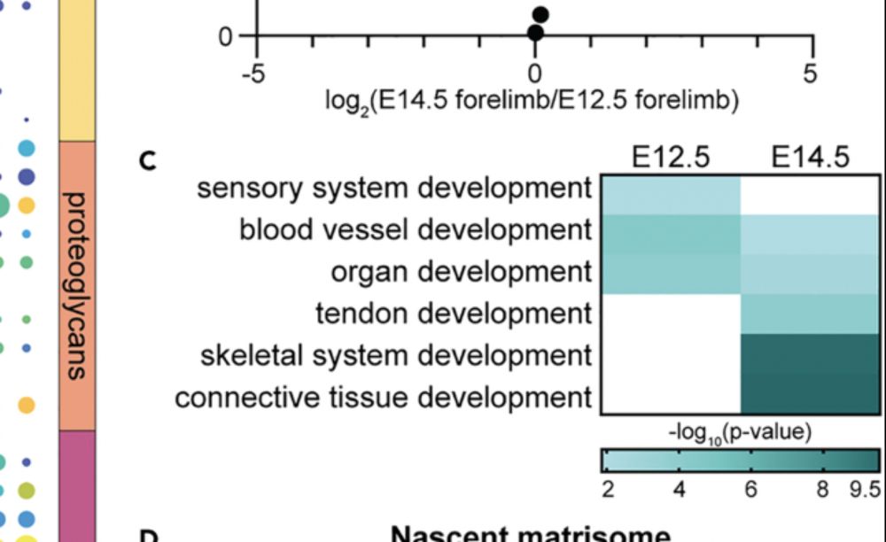 GO and murine forelimb development