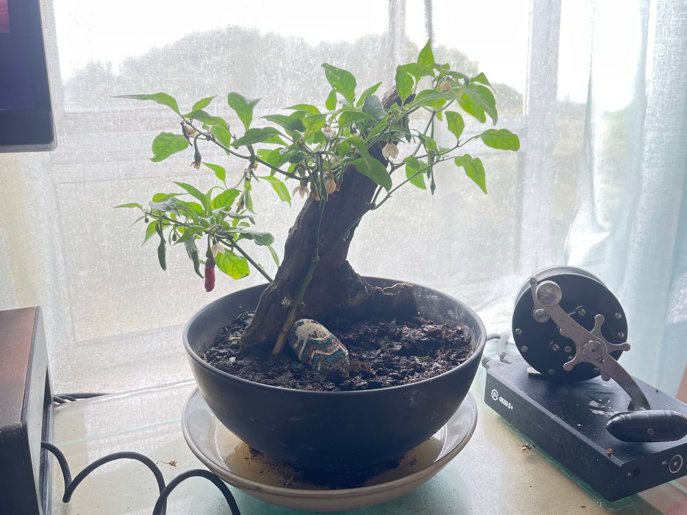 bonsai of a chili plant 