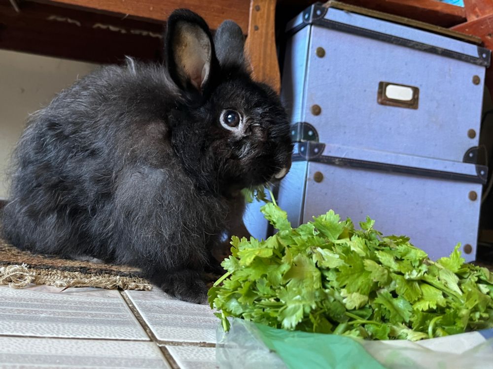 binky mu bunny eating leaves 
