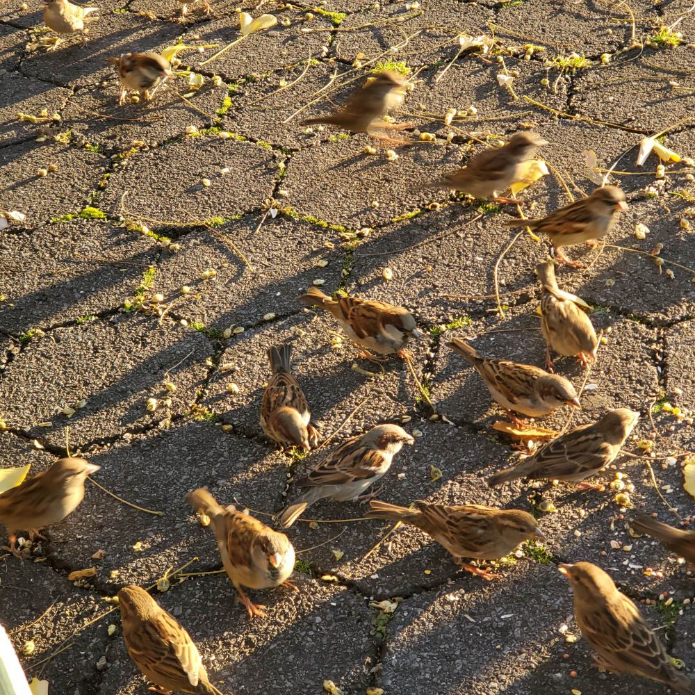 Many sparrows on the ground. 