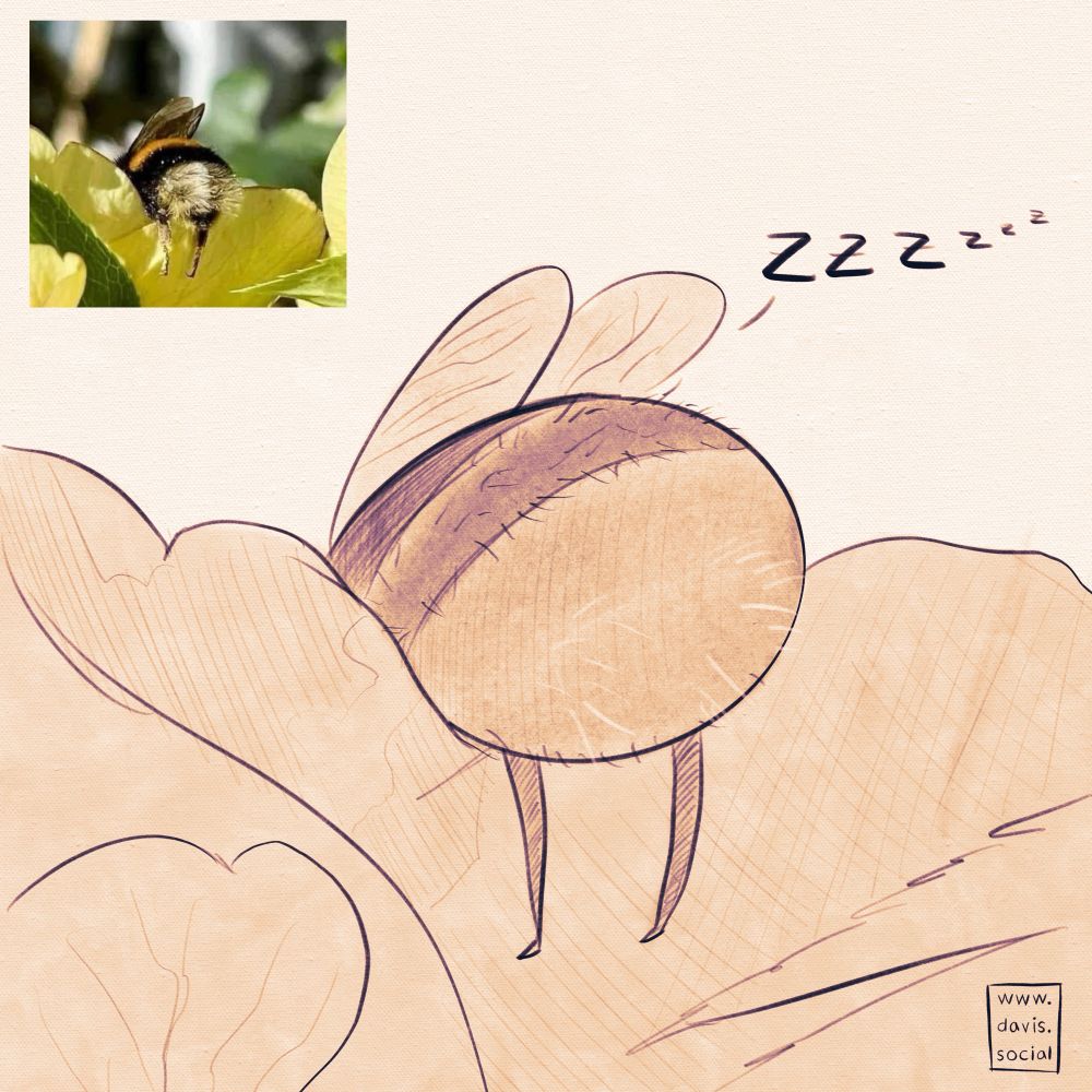 A rough doodle of a tuckered out bee sleeping on some plants