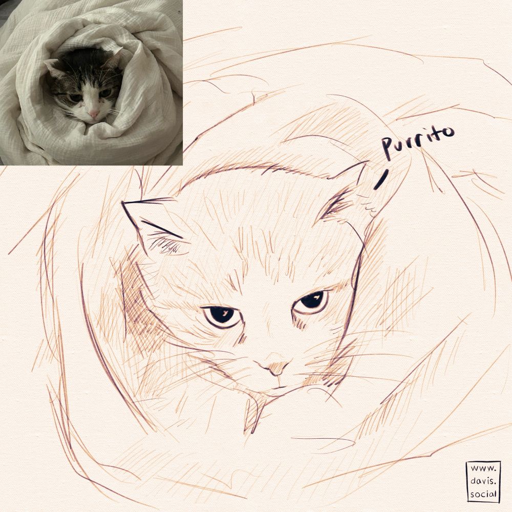 Doodle of a cat from a photo described as, “A mask and mantle tabby with a white face and gray stripes and a pink nose, all wrapped up in a white blanket so only his head is showing. He is a purrito.”