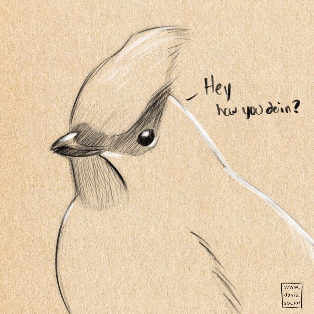 A rough digital sketch with a traditional appearance on yellowed paper, of the bird in the quoted post, described as, “A closeup portrait of a waxwing (bird)”