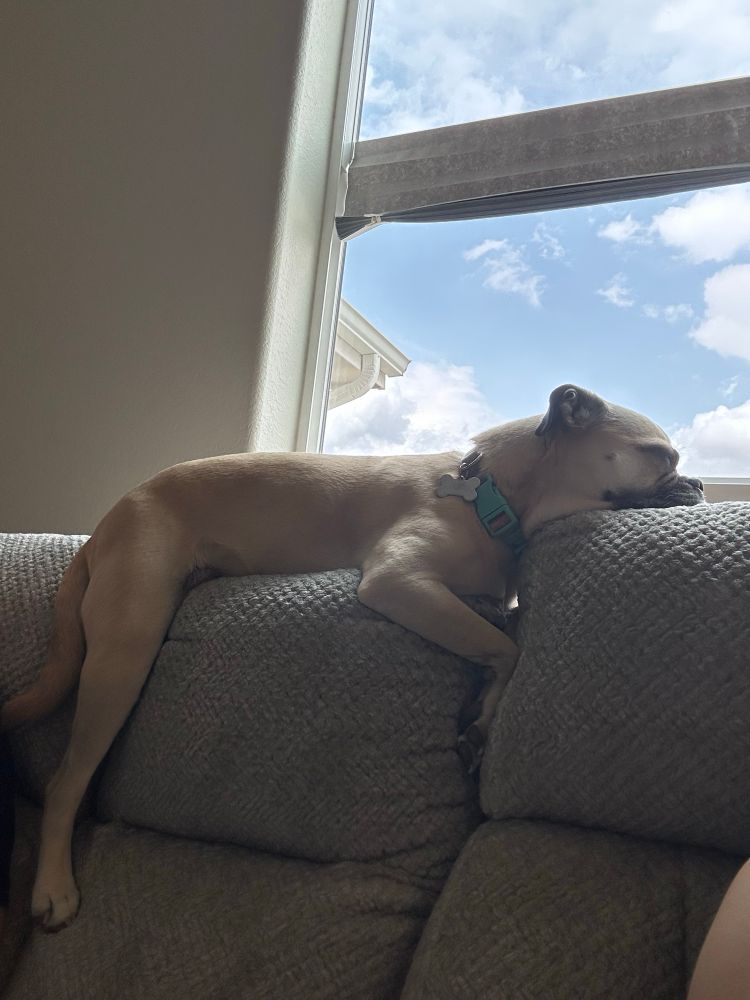 Photo of Idgie the pug mix napping hard on top of a couch. She had a lot of activity playing with her pupper uncle, Buddy.