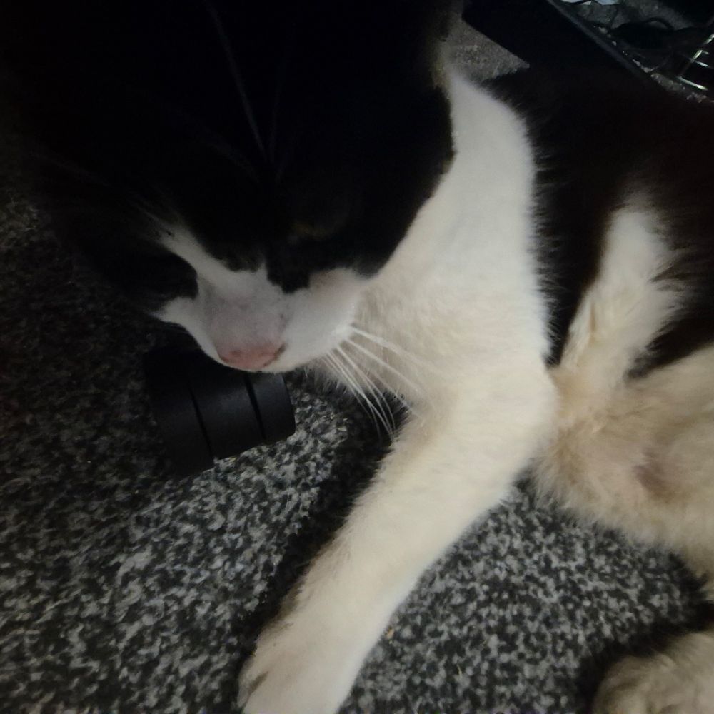 My cat on the floor