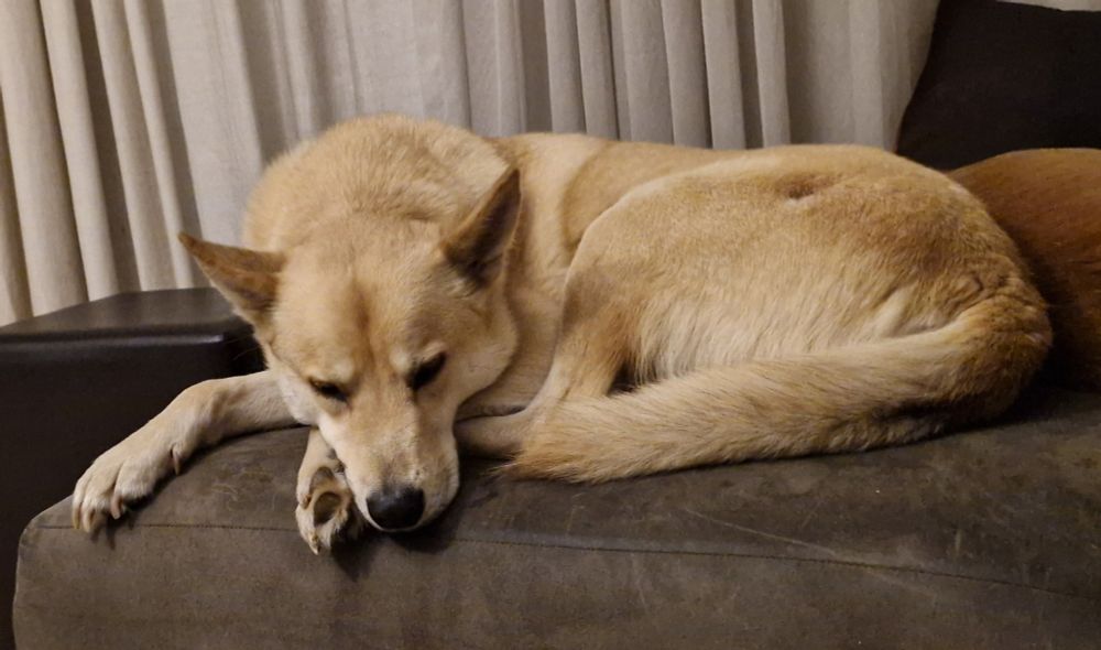 Doggo lying on couch peacefully