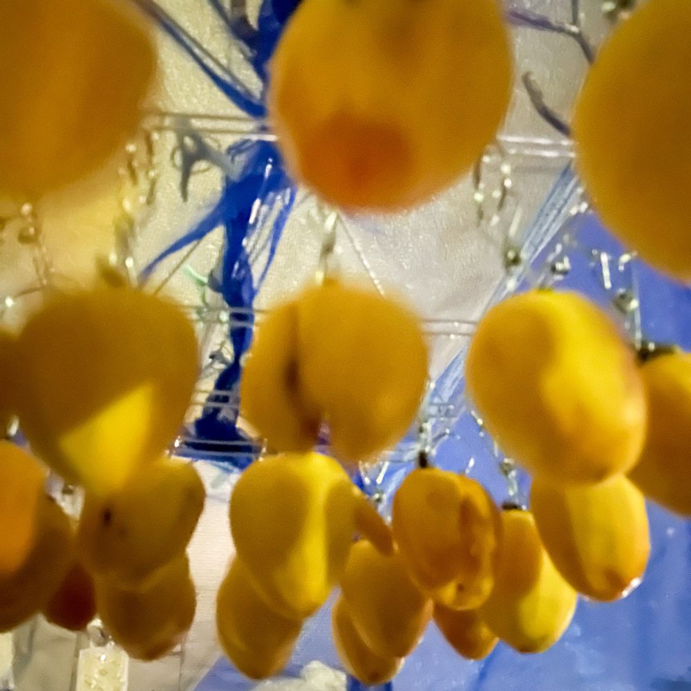 闇夜に揺れる剥いた渋柿