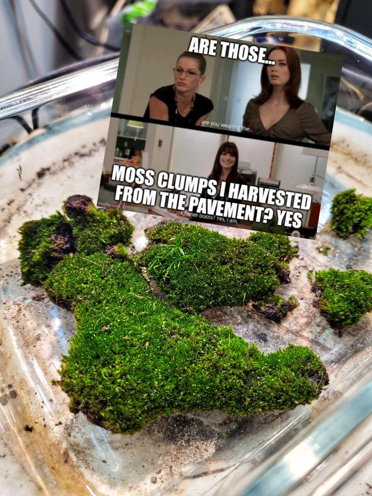 Clumps of green cushiony moss in a rectangular glass dish. Above them is a devil wears prada meme with the words "Are those.../Moss clumps i harvested from the pavement? Yes" 