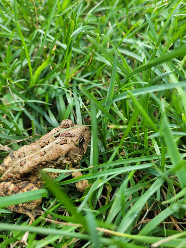 A toad friend in the grass