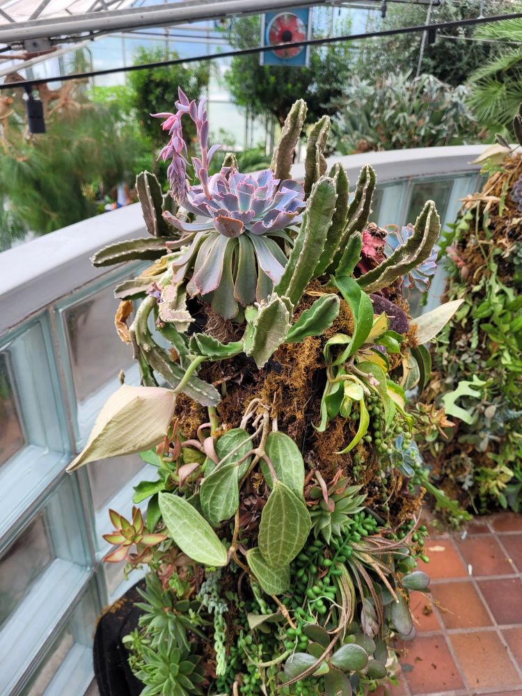 A sculpture of multiple succulent plants mounted into sphagnum moss