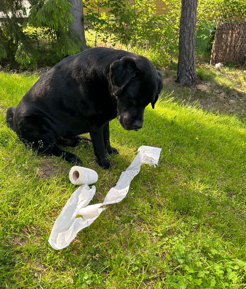 Musta labradorinnoutaja ulkona varastetun vessapaperirullan kanssa. 