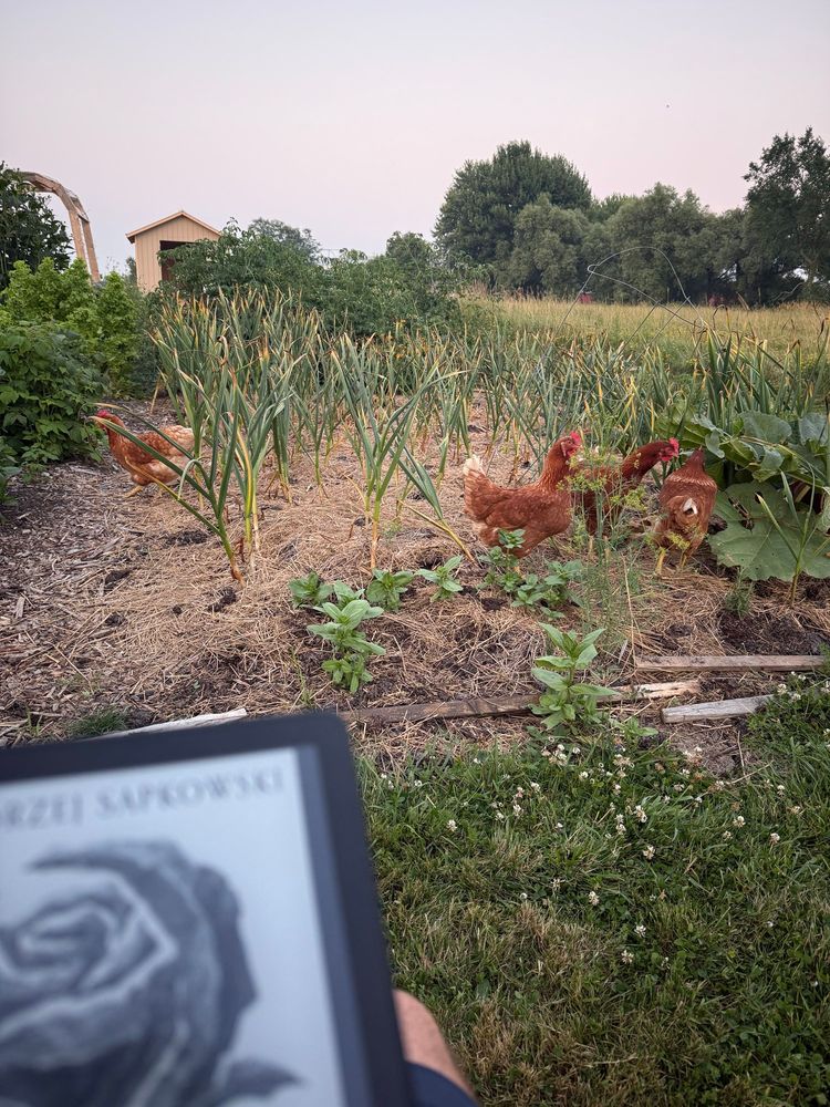 Gardening with chickens 