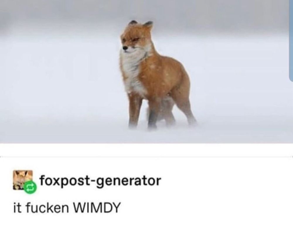 It fucken wimdy fox meme