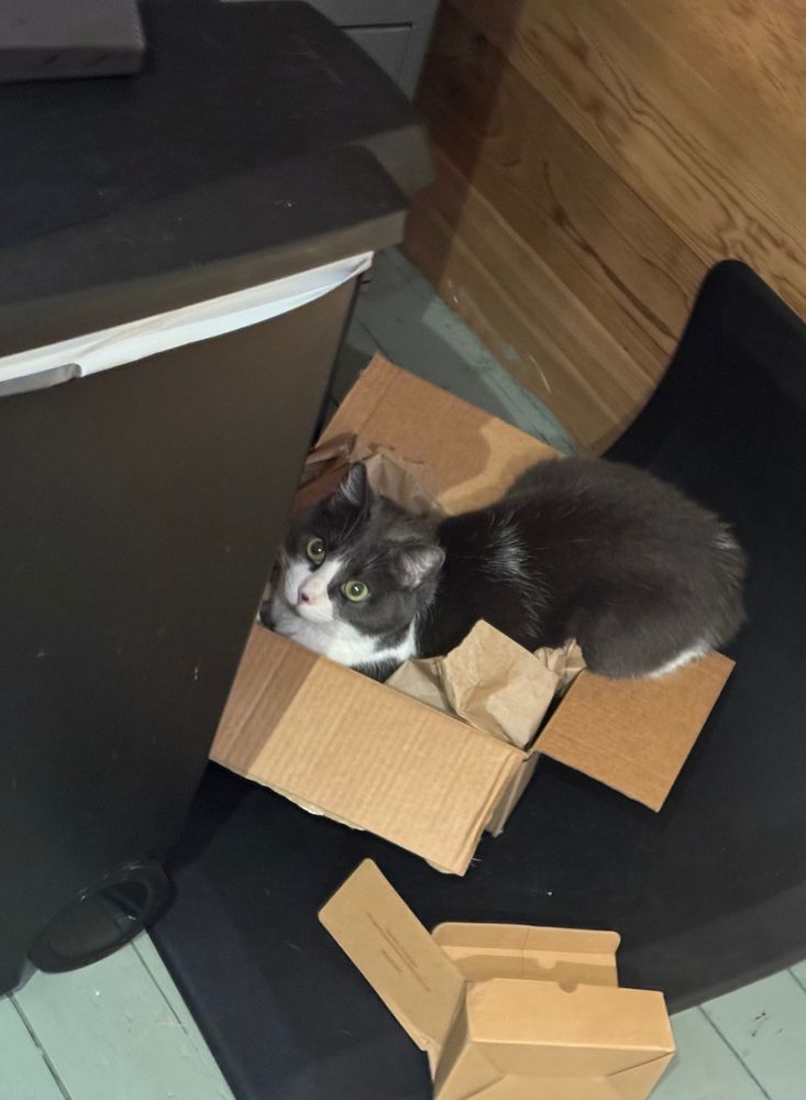 my cat persimmon sitting with her front half in a small box and her back half up on the box edge